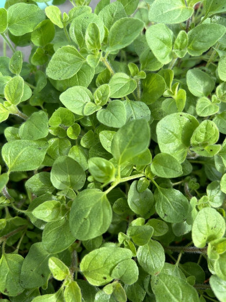 Marjoram Sweet Herb Plug Plants "Grow your Own" Herbs **LETTERBOX FRIENDLY** - Dandys Landscape Supplies