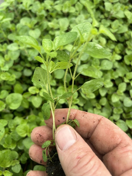 Marjoram Sweet Herb Plug Plants "Grow your Own" Herbs **LETTERBOX FRIENDLY** - Dandys Landscape Supplies