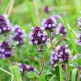 Marjoram Sweet Seeds - Dandys Landscape Supplies
