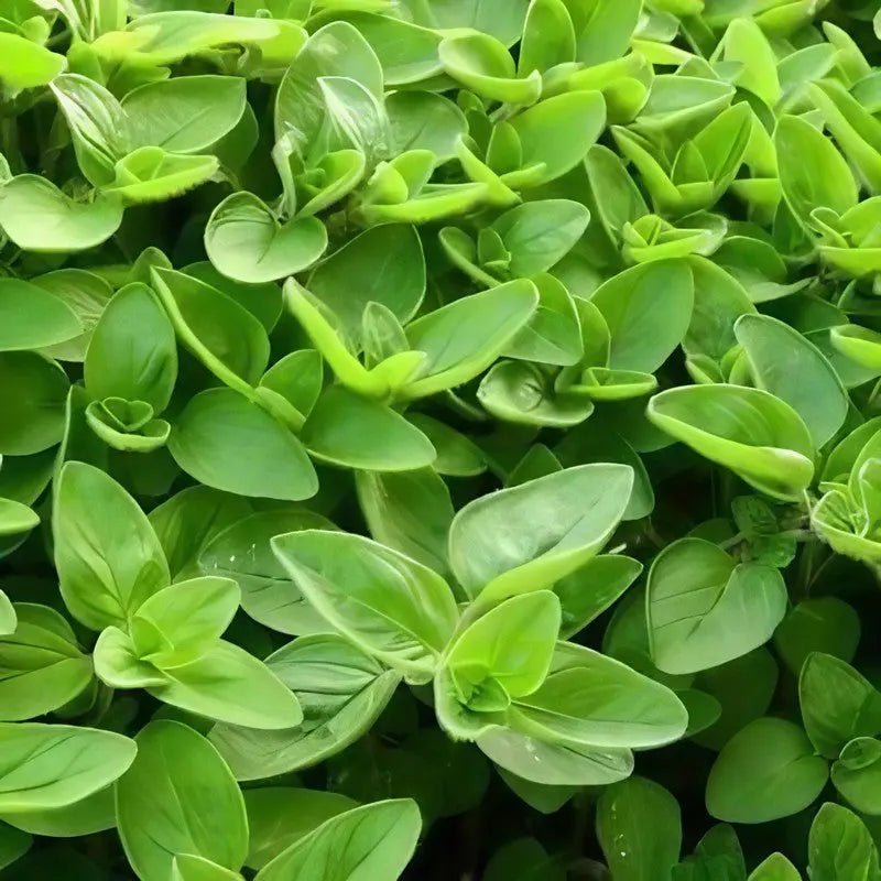 Marjoram Sweet Seeds - Dandys Landscape Supplies