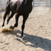 Dandy's Menage Sand for horse arenas