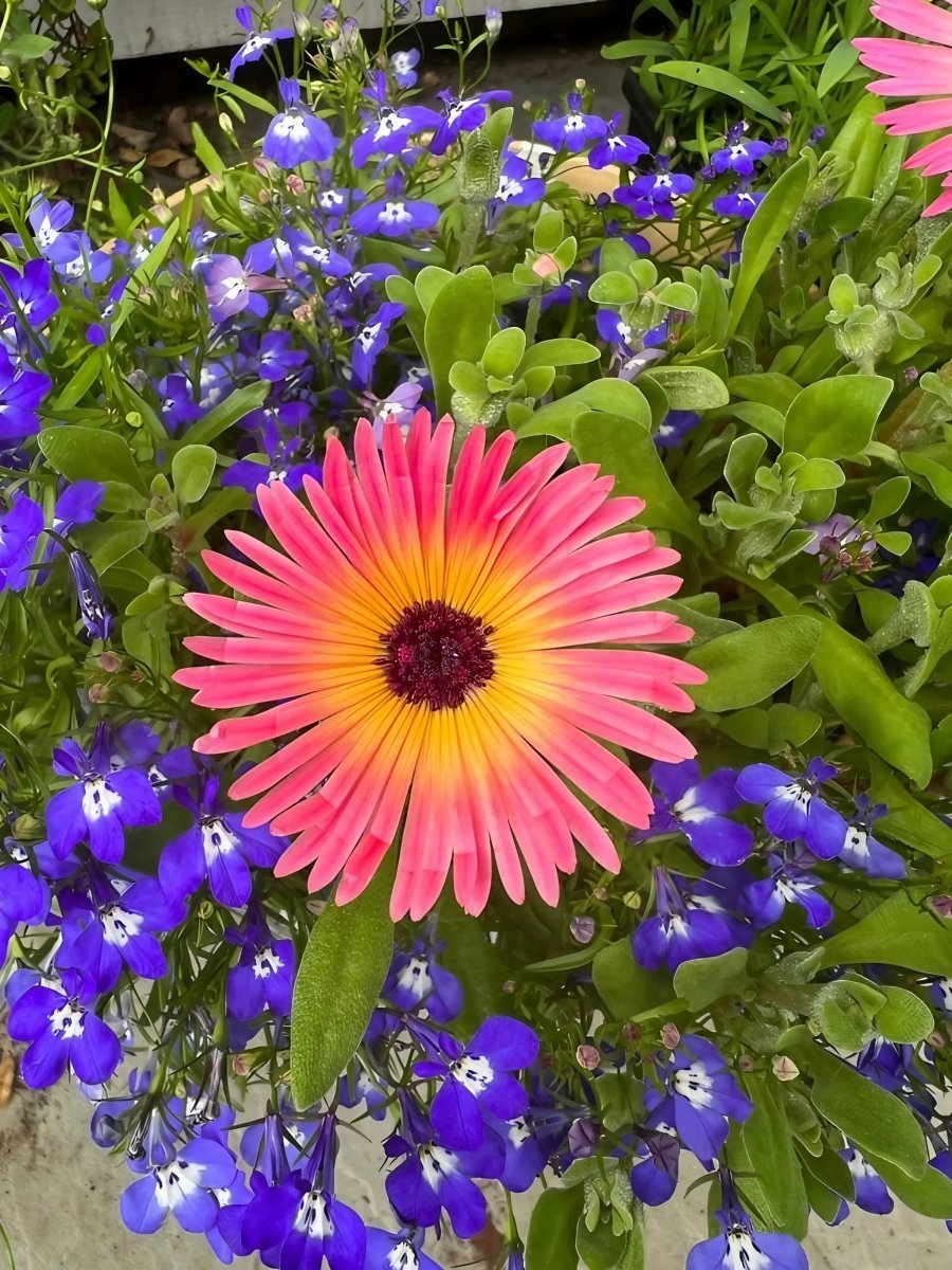 Mesembryanthemum Harlequin Seeds - Dandys Landscape Supplies