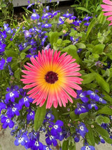 Mesembryanthemum Harlequin Seeds - Dandys Landscape Supplies