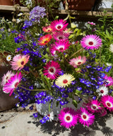 Mesembryanthemum Harlequin Seeds - Dandys Landscape Supplies