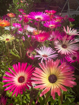 Mesembryanthemum Harlequin Seeds - Dandys Landscape Supplies