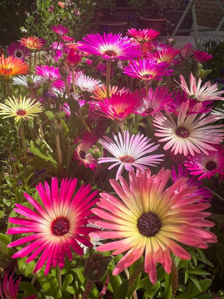Mesembryanthemum Harlequin Seeds - Dandys Landscape Supplies