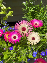 Mesembryanthemum Harlequin Seeds - Dandys Landscape Supplies