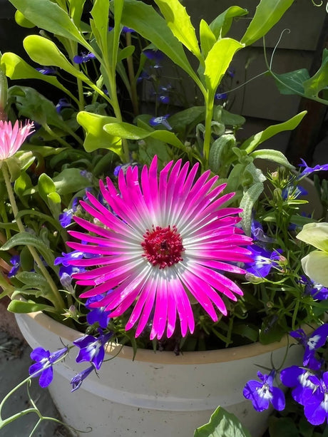 Mesembryanthemum Harlequin Seeds - Dandys Landscape Supplies