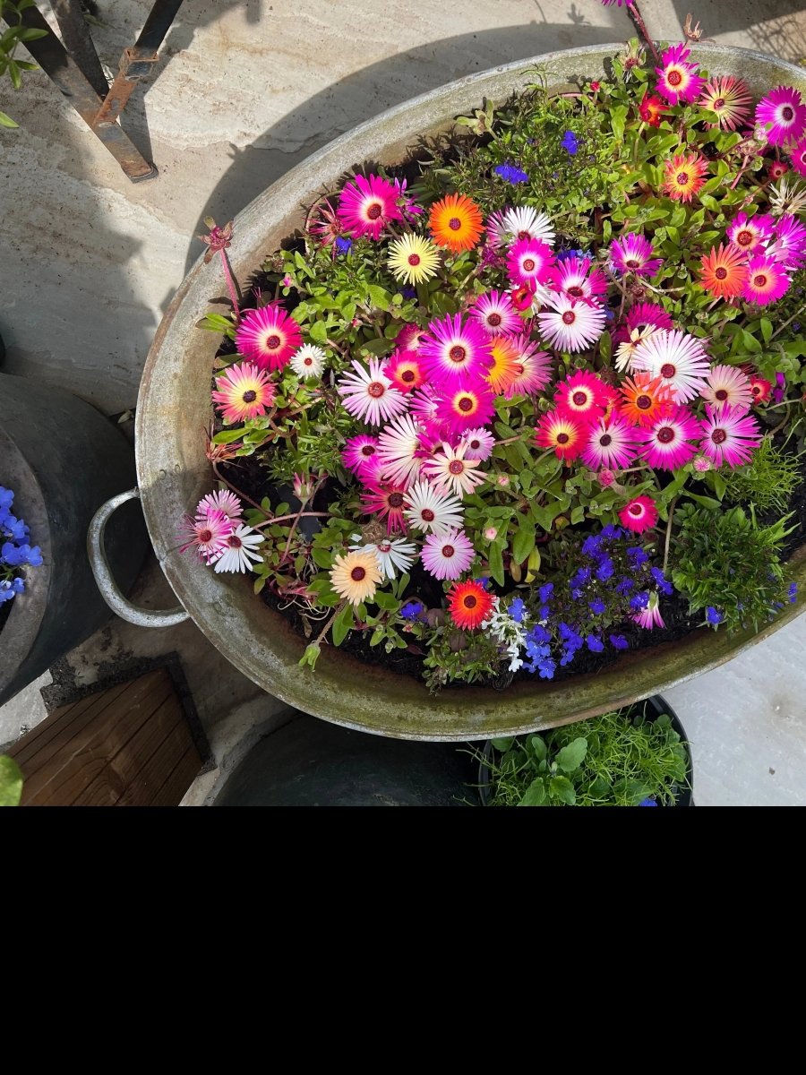 Mesembryanthemum Harlequin Seeds - Dandys Landscape Supplies