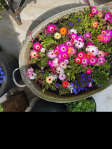 Mesembryanthemum Harlequin Seeds - Dandys Landscape Supplies
