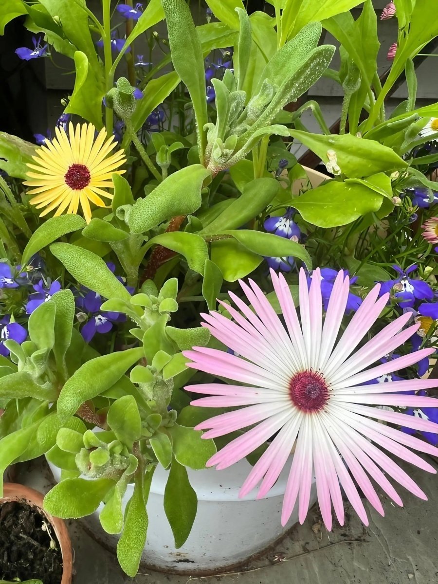Mesembryanthemum Harlequin Seeds - Dandys Landscape Supplies