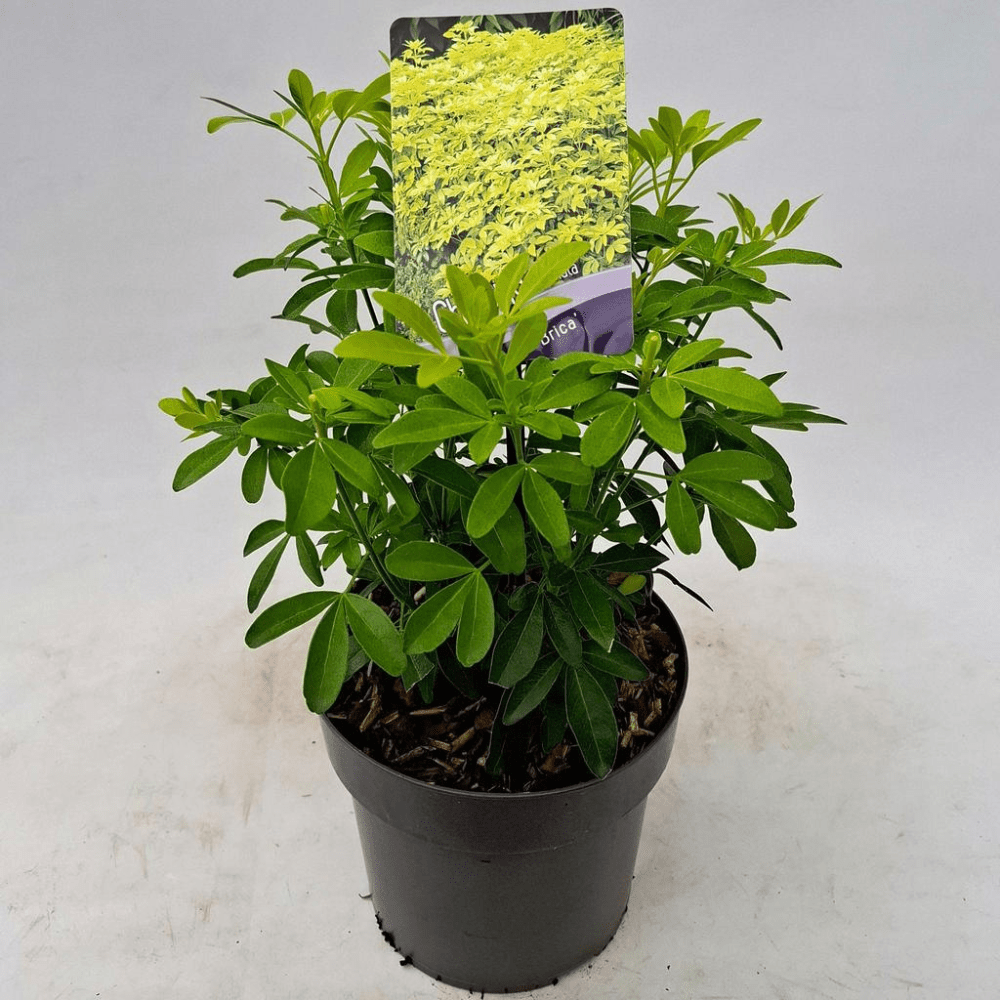 Mexican Orange Blossom - Dandys Landscape Supplies