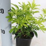 Mexican Orange Blossom