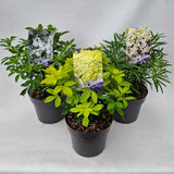 Mexican Orange Blossom - Dandys Landscape Supplies