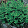 Mint Herb Seeds - Dandys Landscape Supplies