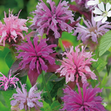 Monarda didyma Mixed - Dandys Landscape Supplies
