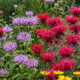 Monarda didyma Mixed - Dandys Landscape Supplies