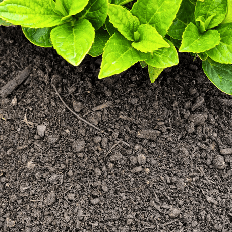 Multi Purpose Welsh Compost - Dandys Landscape Supplies
