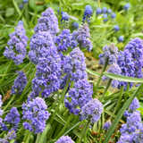 Muscari Fantasy Creation - 10 Bulbs - Dandys Landscape Supplies