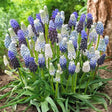 Muscari Mixture - 10 Bulbs - Dandys Landscape Supplies