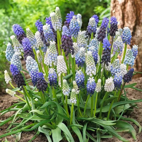 Muscari Mixture - 10 Bulbs - Dandys Landscape Supplies