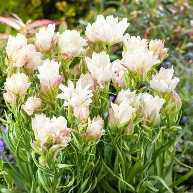 Tulipa Mystery Valley - 6 Bulbs