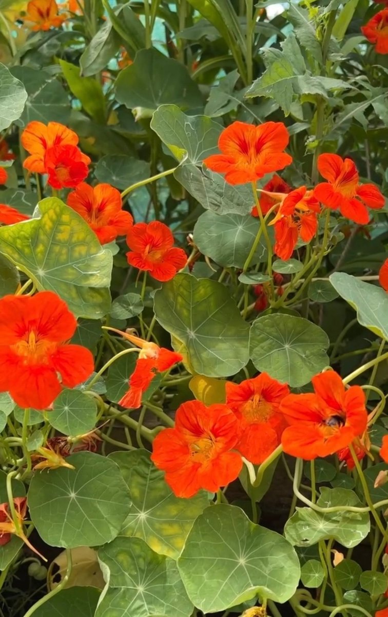 Nasturtium Tom Thumb - Dandys Landscape Supplies