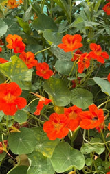 Nasturtium Tom Thumb - Dandys Landscape Supplies