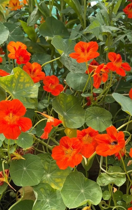 Nasturtium Tom Thumb - Dandys Landscape Supplies