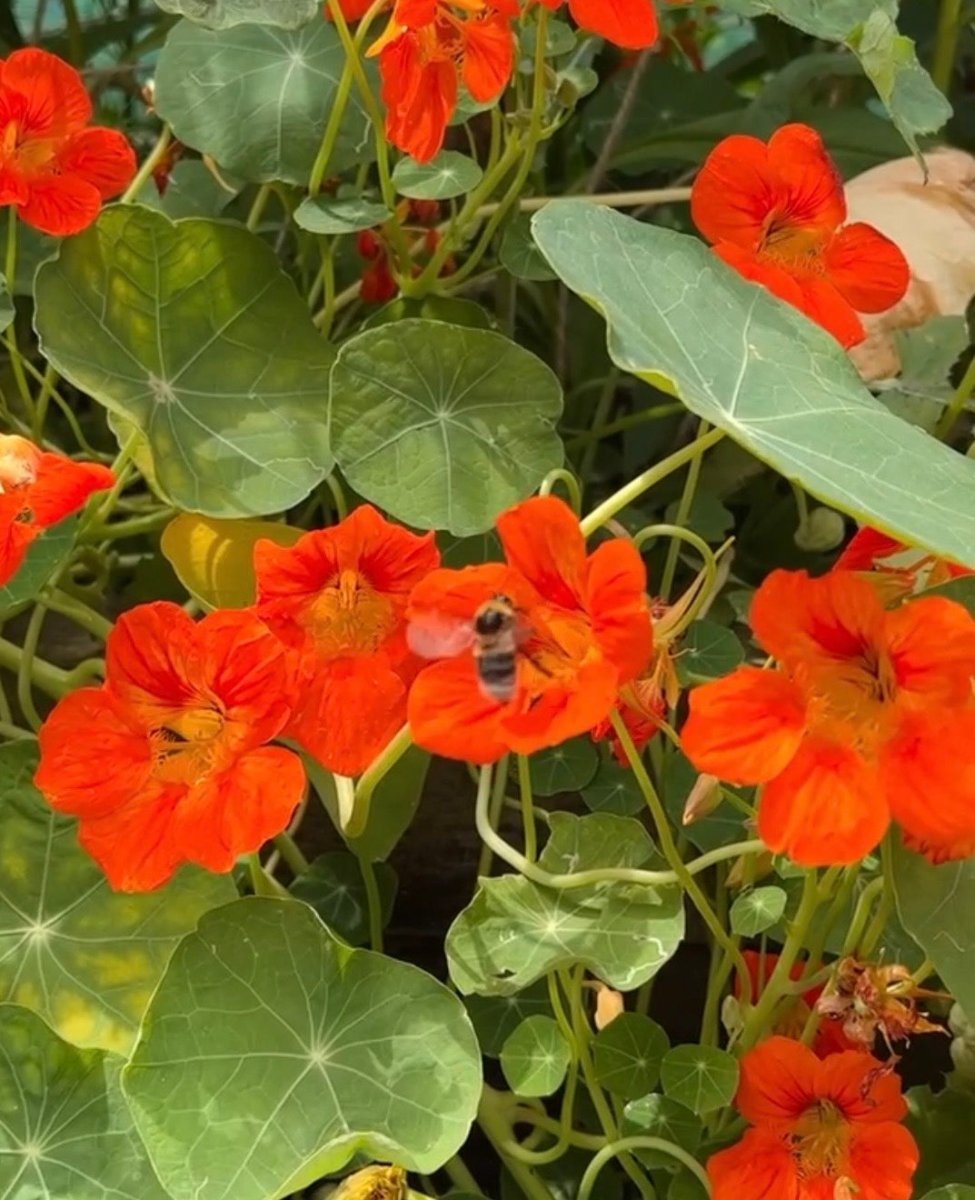Nasturtium Tom Thumb - Dandys Landscape Supplies