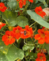Nasturtium Tom Thumb - Dandys Landscape Supplies