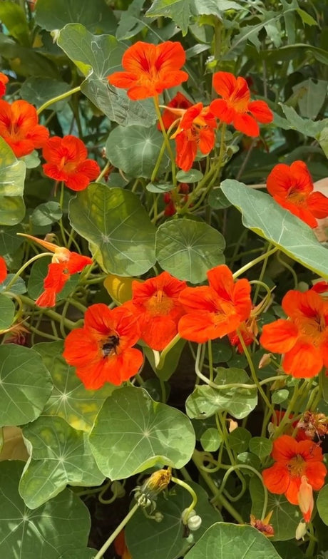 Nasturtium Tom Thumb - Dandys Landscape Supplies