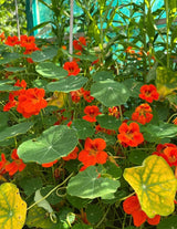 Nasturtium Tom Thumb - Dandys Landscape Supplies