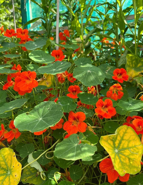 Nasturtium Tom Thumb - Dandys Landscape Supplies