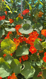 Nasturtium Tom Thumb - Dandys Landscape Supplies