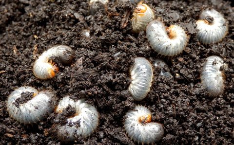 Nematodes for Chafer Bug - Dandys Landscape Supplies