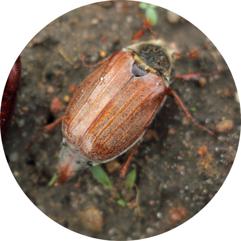 Nematodes for Chafer Bug - Dandys Landscape Supplies