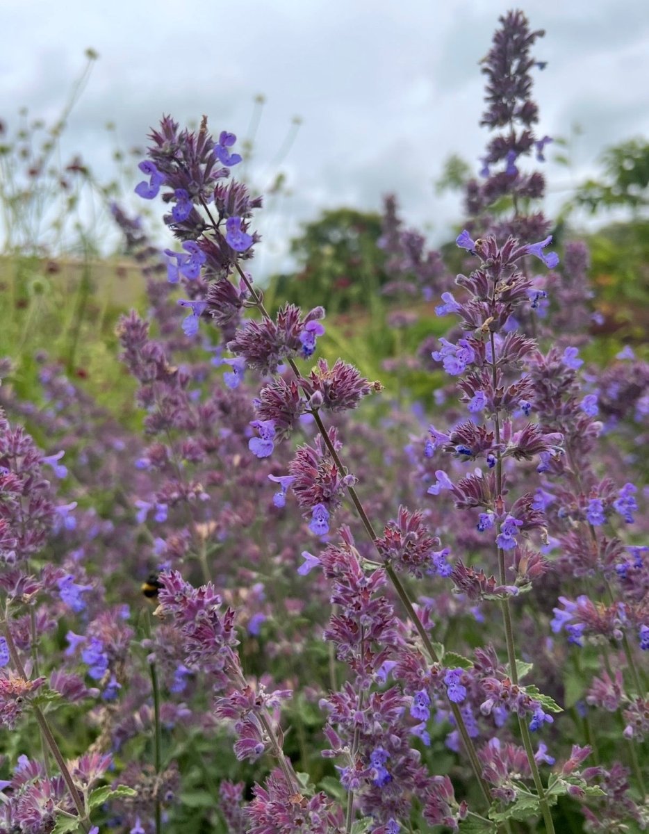 Nepeta Mussinii - Catmint - Dandys Landscape Supplies