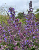 Nepeta Mussinii - Catmint - Dandys Landscape Supplies
