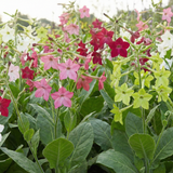 Nicotiana Sensation Mixed Seeds - Dandys Landscape Supplies