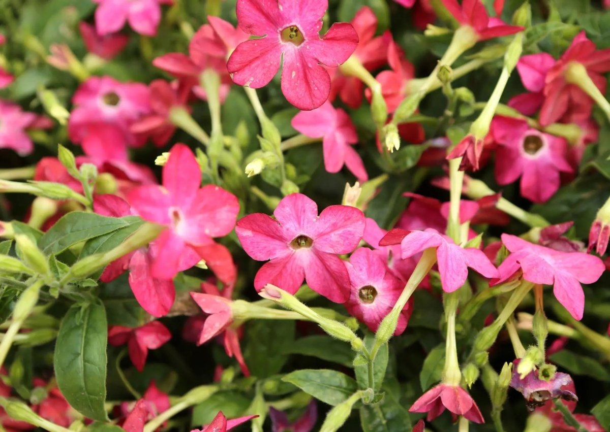 Nicotiana Sensation Mixed Seeds - Dandys Landscape Supplies