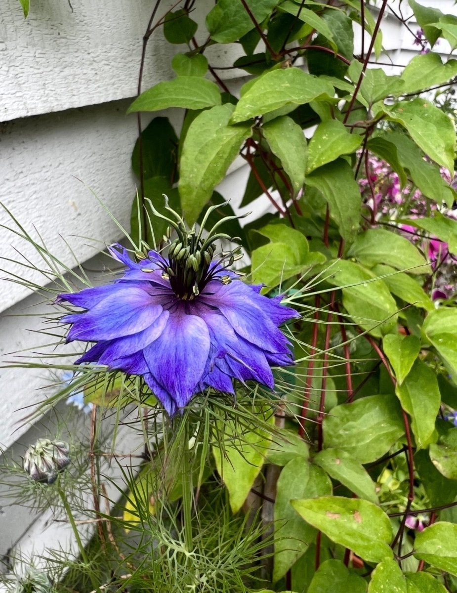 Nigella hispanica - Dandys Landscape Supplies
