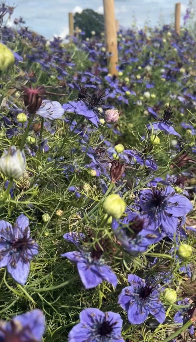 Nigella hispanica - Dandys Landscape Supplies