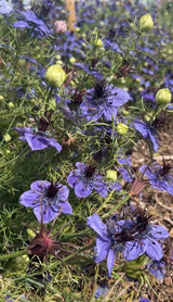 Nigella hispanica - Dandys Landscape Supplies