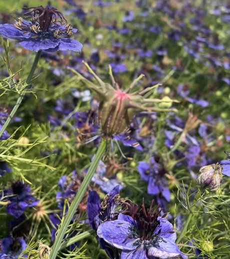 Nigella hispanica - Dandys Landscape Supplies