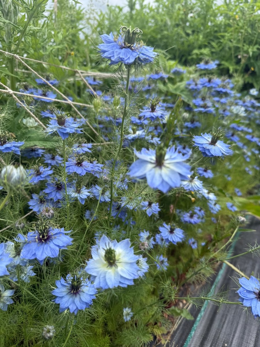 Nigella 'Miss Jekyll' Blue (Love - in - a - mist) - Dandys Landscape Supplies