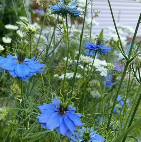 Nigella 'Miss Jekyll' Blue (Love - in - a - mist) Seeds - Dandys Landscape Supplies