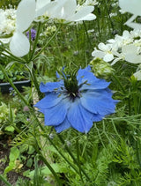 Nigella 'Miss Jekyll' Blue (Love - in - a - mist) Seeds - Dandys Landscape Supplies