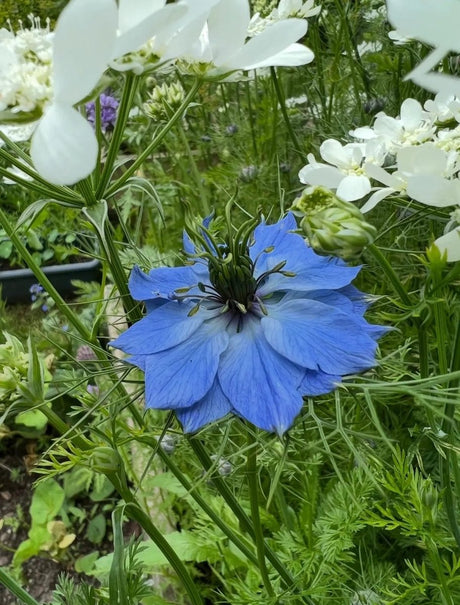Nigella 'Miss Jekyll' Blue (Love - in - a - mist) Seeds - Dandys Landscape Supplies