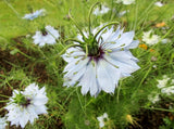 Nigella 'Miss Jekyll Mixed' (Love - in - a - mist) Seeds - Dandys Landscape Supplies